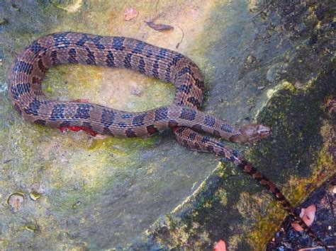 16 Banded Water Snake Ideas 16 Banded Water Snake Ideas