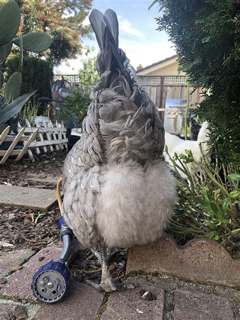 39 Best R Birdbutts Images On Pholder Heard You Guys Might Appreciate 39 Best R Birdbutts Images On Pholder Heard You Guys Might Appreciate