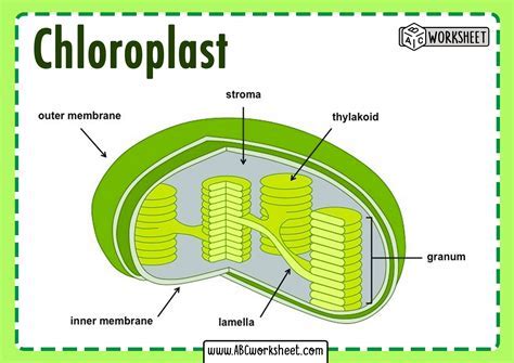 5 Ways Animal Cells Use Chloroplast Prestage Idp 5 Ways Animal Cells Use Chloroplast Prestage Idp