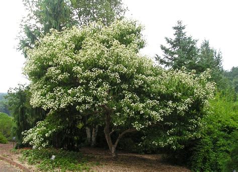 7 Sons Tree
