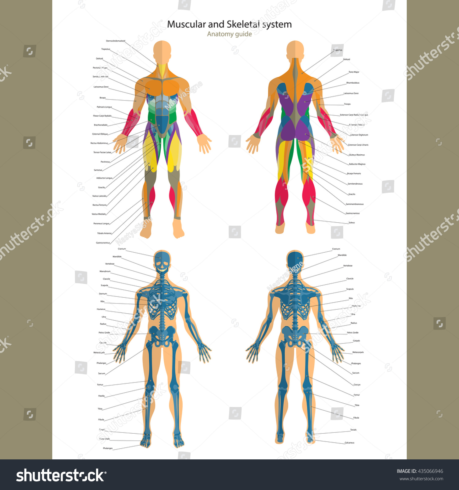 Anatomy Guide Male Skeleton And Muscular System With Explanations Anatomy Guide Male Skeleton And Muscular System With Explanations