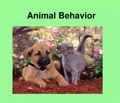 Animal Behavior Ppt Download Animal Behavior Ppt Download