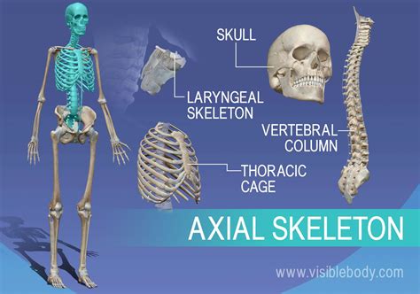 Axial Skeleton Learn Skeleton Anatomy Axial Skeleton Learn Skeleton Anatomy