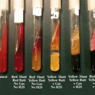 B Triple Sugar Iron Agar Test Results 1 Alkaline Slant No Change In