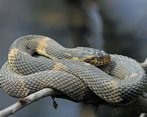 Banded Water Snake Facts Diet Habitat Amp Pictures On Animalia Bio Banded Water Snake Facts Diet Habitat Amp Pictures On Animalia Bio