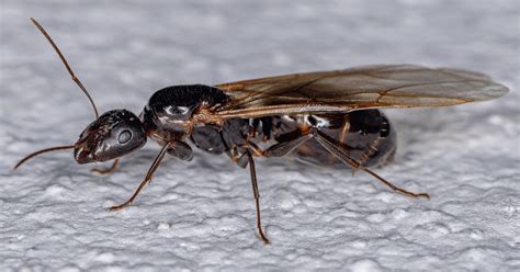 Black Carpenter Ant Queen Black Carpenter Ant Queen