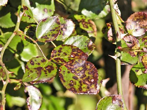 Black Spot On Roses