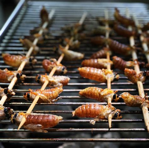 Can You Eat Cicadas