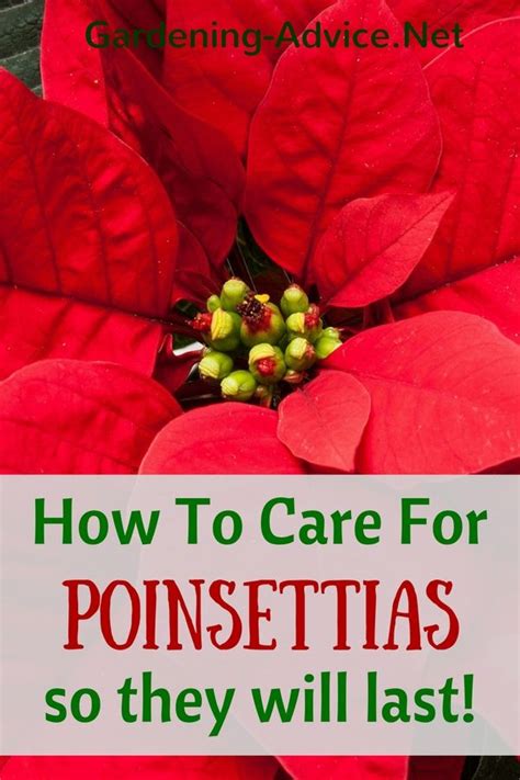 Caring For Poinsettias