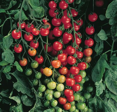 Cherry Tomato Super Sweet 100 Biver Farms Cherry Tomato Super Sweet 100 Biver Farms
