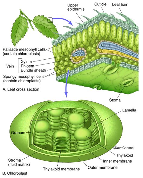 Chloroplasts In Plant Cells Chloroplasts In Plant Cells