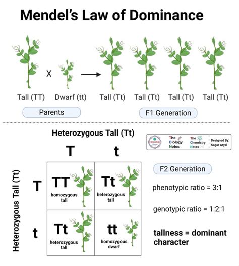 Complete Dominance Master Genetic Traits