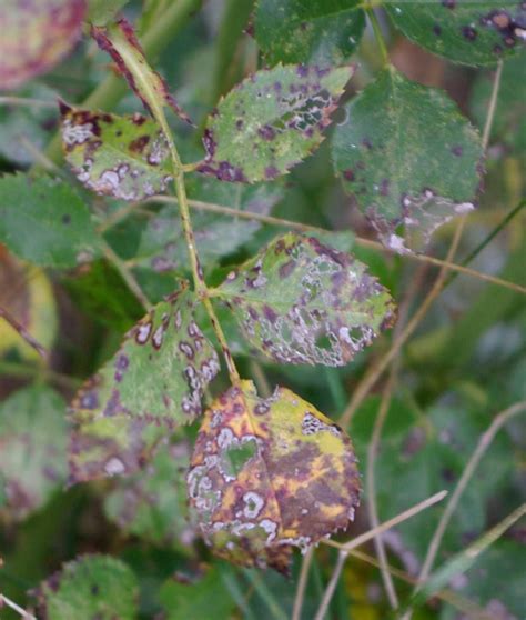 Controlling Black Spot On Roses Using Organic Rose Care Techniques From