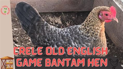 Crele Old English Game Bantam Hen Information And Raising Tips In 2023