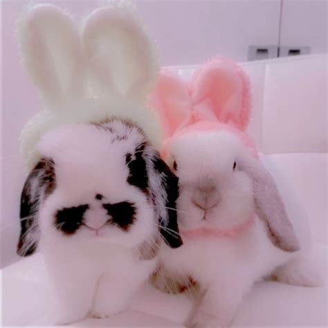 5 Cute Bunny Pfp