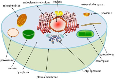 Do Animal Cells Have Chloroplasts Do Animal Cells Have Chloroplasts