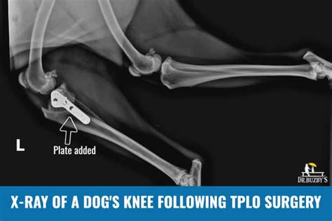 Dog Torn Acl