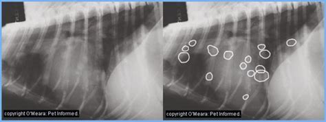 Dogs Lung Tumors Complete Guide Dogs Lung Tumors Complete Guide