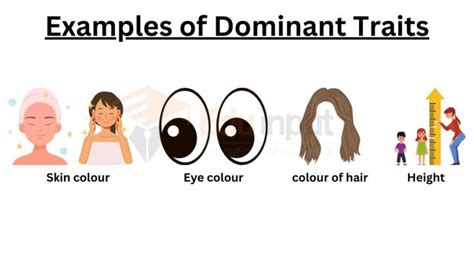 Dominant Trait Example Dominant Trait Example