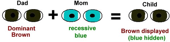 Dominant Vs Recessive Venn Diagram Mendellian Genetics H Dominant Vs Recessive Venn Diagram Mendellian Genetics H