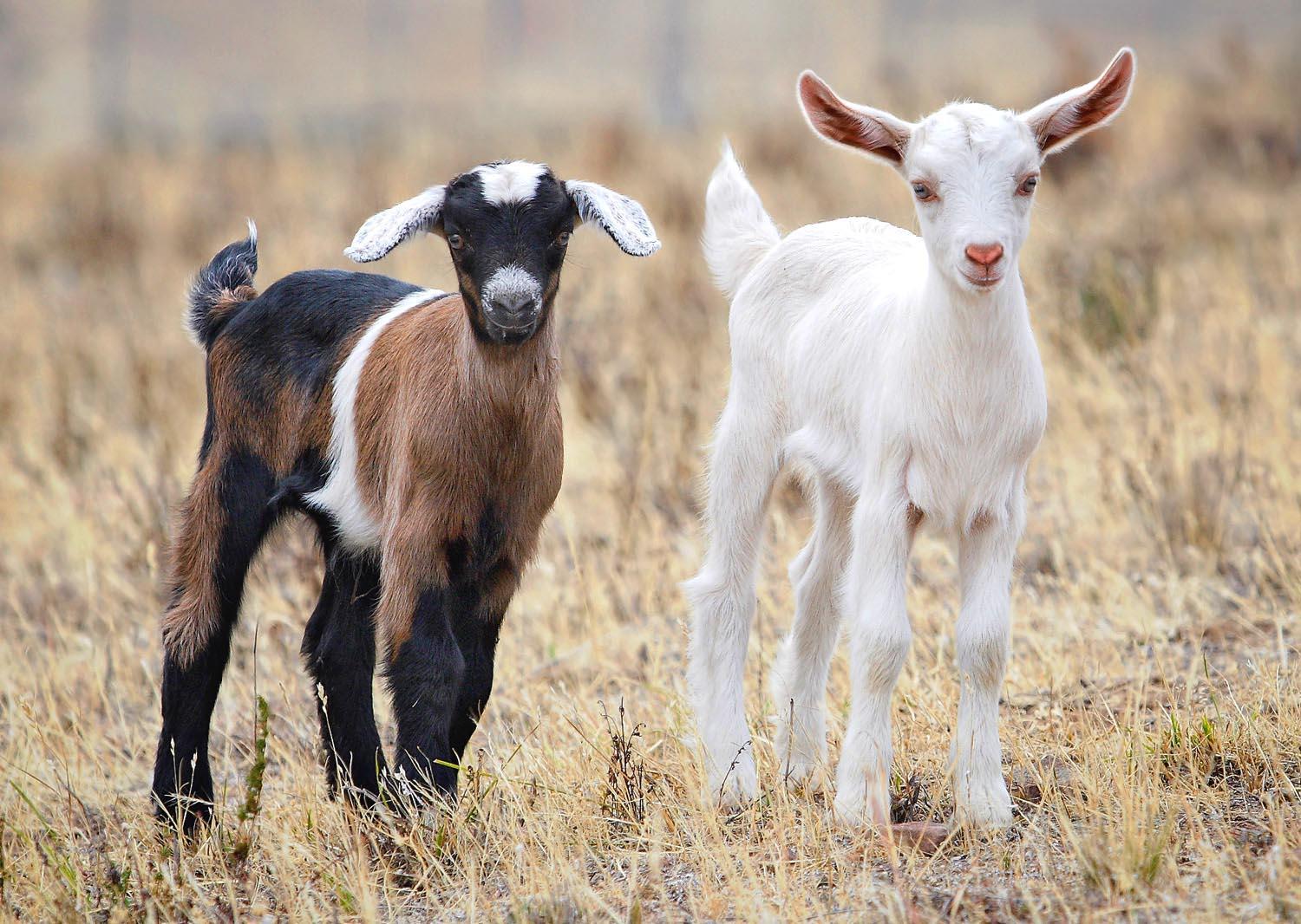 Download Beautiful White Baby Goat With Tiny Horns Wallpaper Download Beautiful White Baby Goat With Tiny Horns Wallpaper