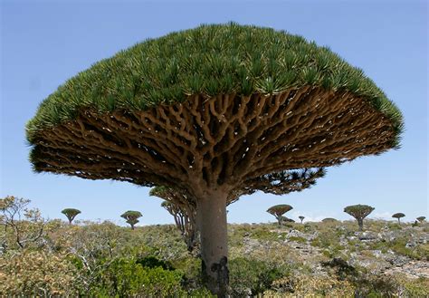 Dragon Blood Tree