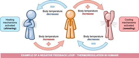 Feedback Loops Bioninja Feedback Loops Bioninja