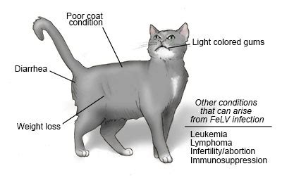 Feline Leukemia Symptoms