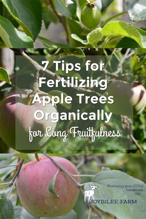 Fertilizing Apple Trees