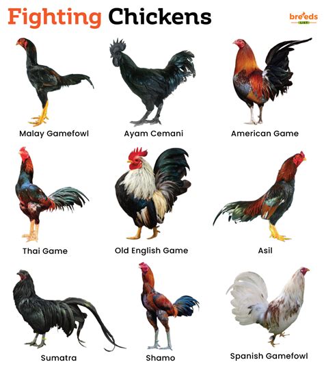 Fighting Rooster Breeds Pictures Fighting Rooster Breeds Pictures