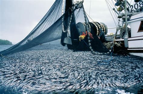 Sustainable Fishery Practices