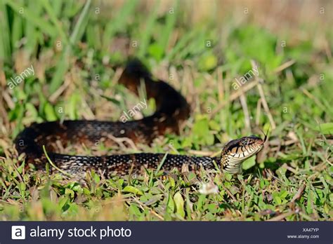 Florida Banded Water Snake Hi Res Stock Photography And Images Alamy Florida Banded Water Snake Hi Res Stock Photography And Images Alamy