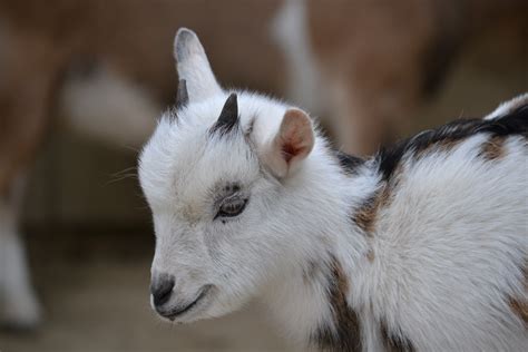 Free Images Kid Cute Wildlife Zoo Mammal Fauna Mountain Goat Free Images Kid Cute Wildlife Zoo Mammal Fauna Mountain Goat