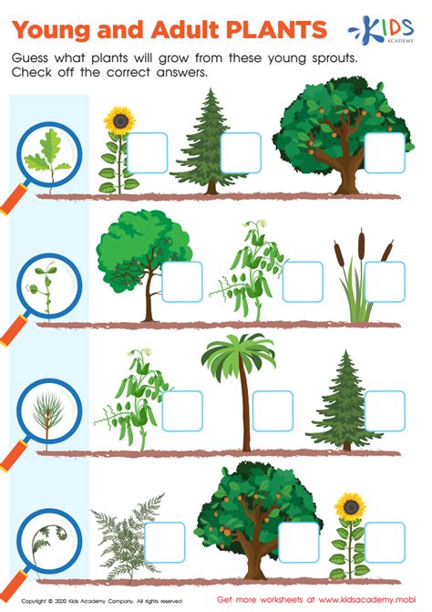 Free Young And Adult Plants Worksheet Worksheet For Kids Free Young And Adult Plants Worksheet Worksheet For Kids