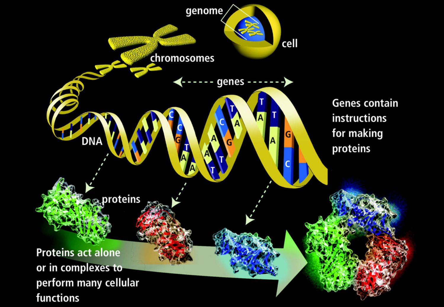Genetics Basics And Inheritance Pattern Gene Vision Genetics Basics And Inheritance Pattern Gene Vision