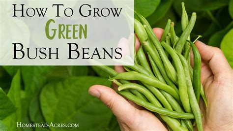 Growing Bush Beans