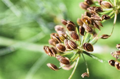Growing Dill From Seeds Seedlings Or Cuttings Food Gardening Network