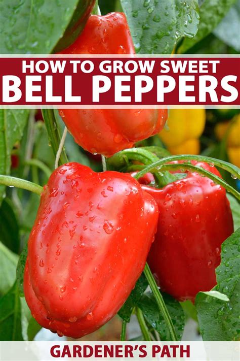 Growing Red Peppers