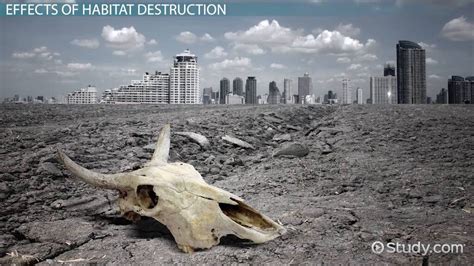 Habitat Destruction Lesson For Kids Lesson Study Com Habitat Destruction Lesson For Kids Lesson Study Com