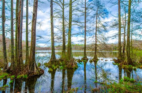 Holly Springs National Forest