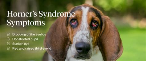 Horner's Syndrome For Dogs