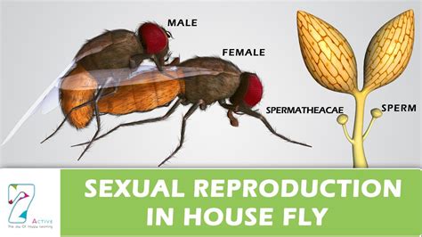 How Do Flies Reproduce