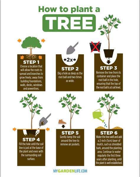 How Do I Plant Trees