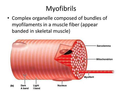How Do Myofibrils Function Cellular Answers