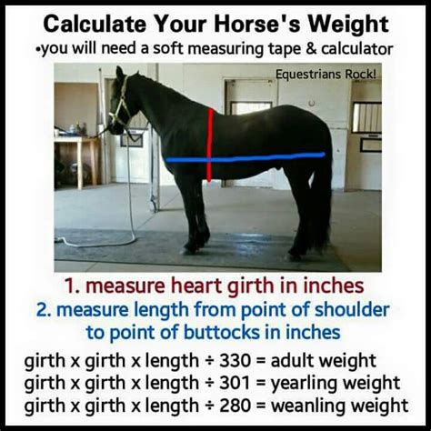 How Much Weight Can A Horse Comfortably Carry How Much Weight Can A Horse Comfortably Carry