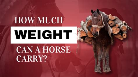 How Much Weight Can Horses Carry