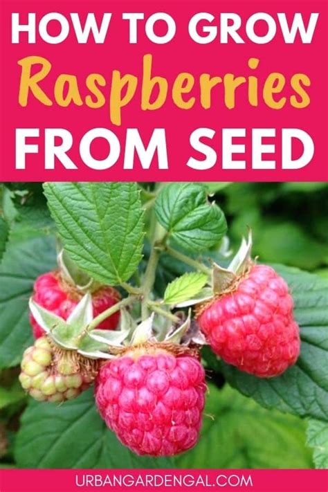 How To Cultivate Raspberries