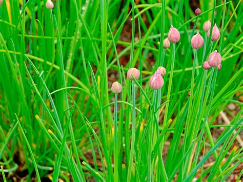 How To Grow And Care For Chives Love The Garden How To Grow And Care For Chives Love The Garden