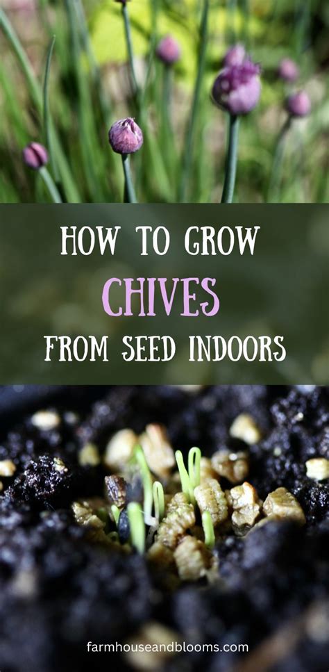 How To Grow Chives From Seed Indoors Planting And Care Growing How To Grow Chives From Seed Indoors Planting And Care Growing