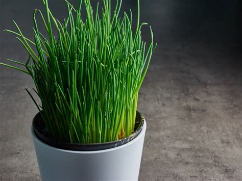 How To Grow Chives
